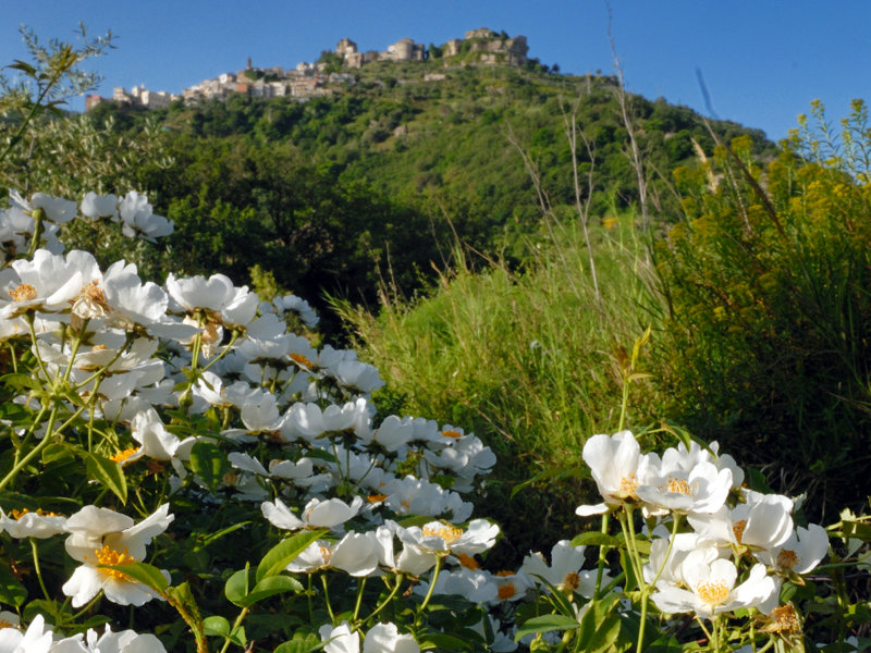 Fioritura della rosa selvatica, sullo sfondo Castiglione di Sicilia, sede del Centro di ricerca, formazione ed educazione ambientale sugli ecosistemi fluviali.